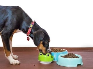 Alimentation du chien